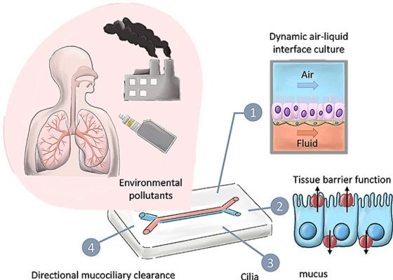 Airborne toxicological assessment: The potential of lung-on-a-chip as an alternative to animal testing.